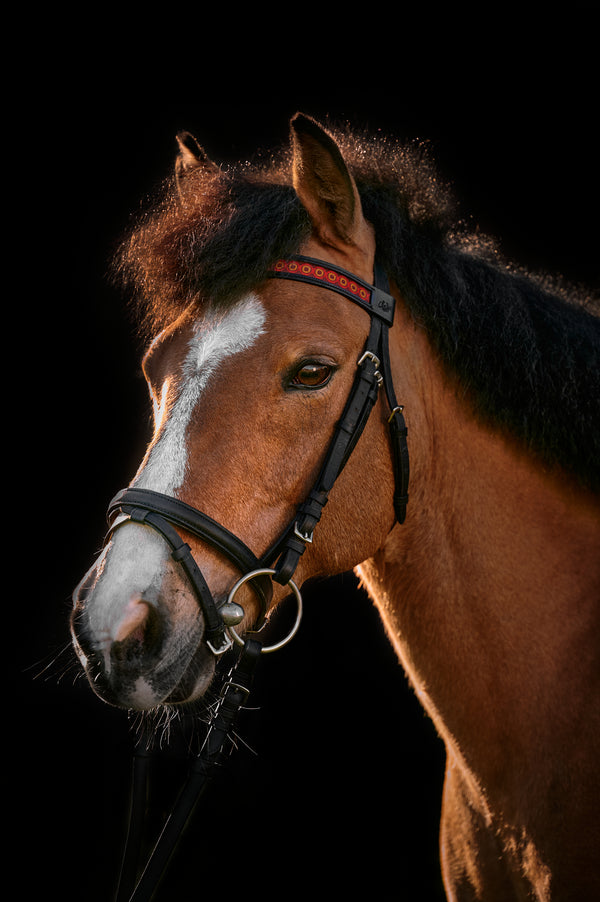 Horse browband Golden Gate