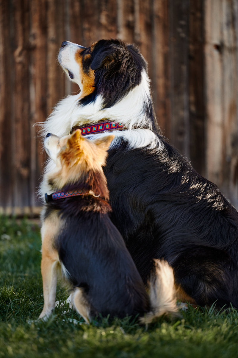 Dog collar Easy Living