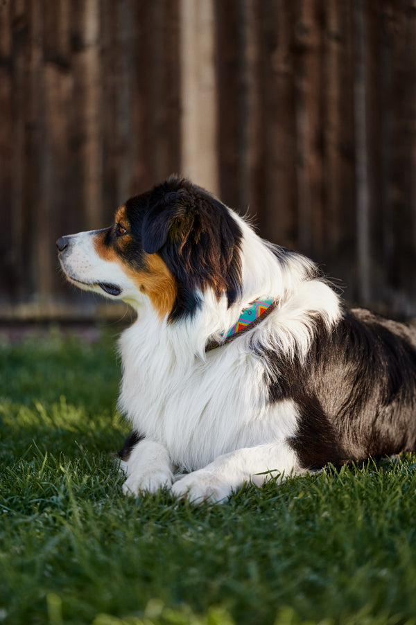 Dog collar Age of Aquarius