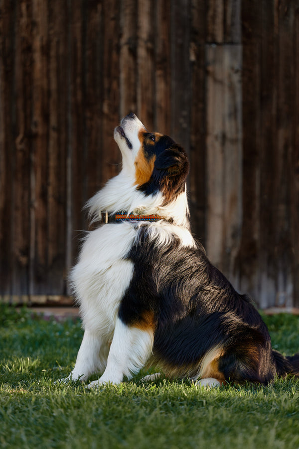 Dog collar Peace & Harmony
