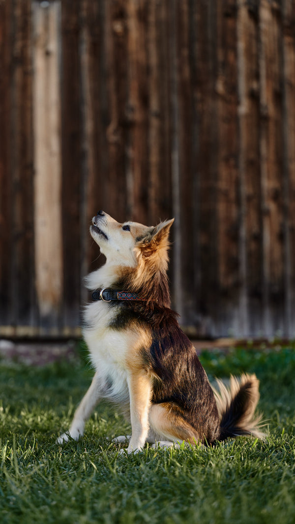 Dog collar Woodstock