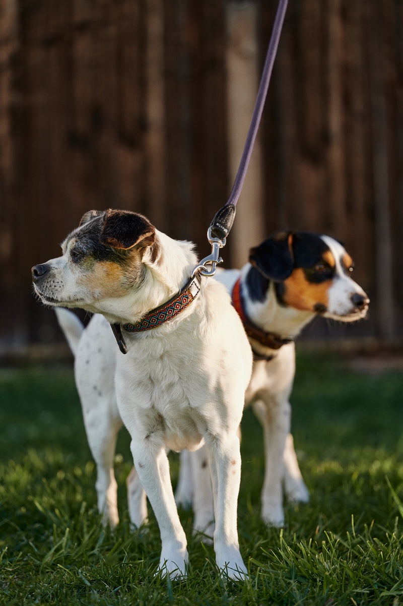 Dog collar Woodstock