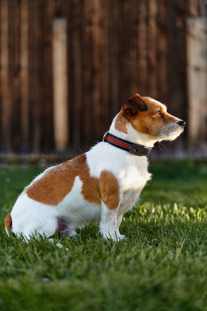 Dog collar Golden Gate