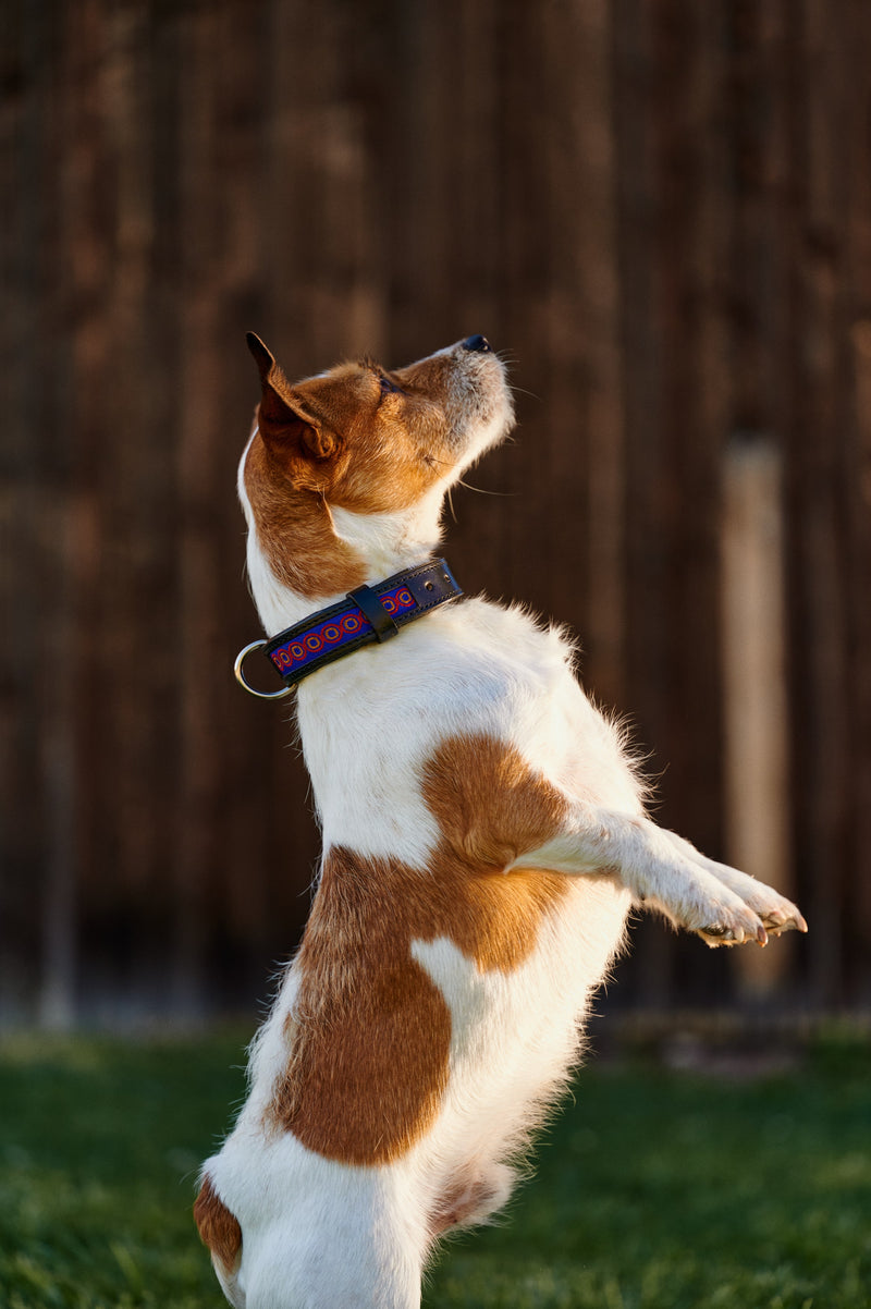 Dog collar Good Vibes